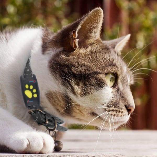 PAWTRACK MINI - Traceur GPS compact pour chats avec suivi de la localisation en temps réel – Image 3